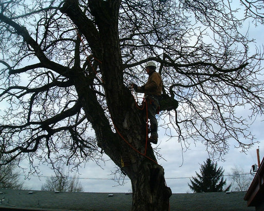 Tree Transformation