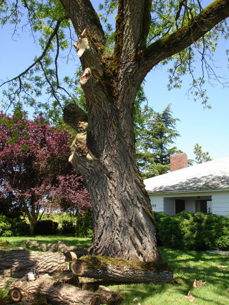 Lightning Tree