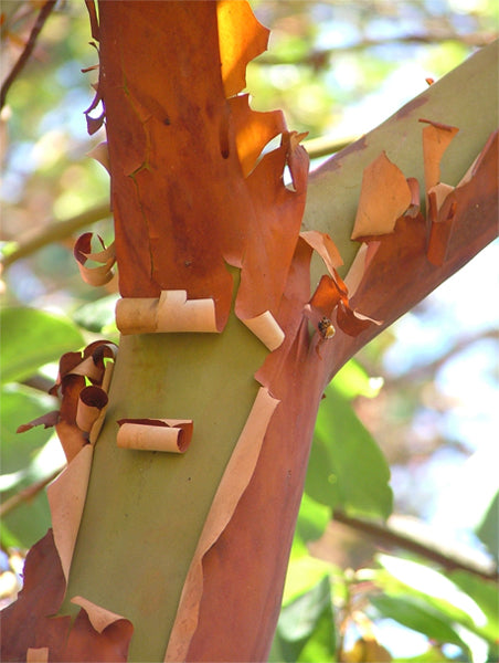 History of Pacific Madrone